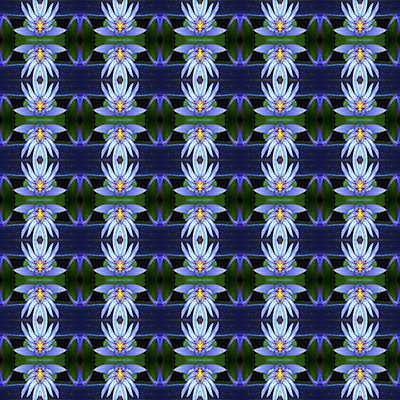 포토 JPG 해외이미지 식물 꽃잎 꽃 백그라운드 잎 패턴 자연 벽지 추상 사랑 사람없음 컬러풀 노란색 벚꽃 내추럴 해외202004 해외포토 감정 컬러 무늬 생태계 파일형식 이미지허브