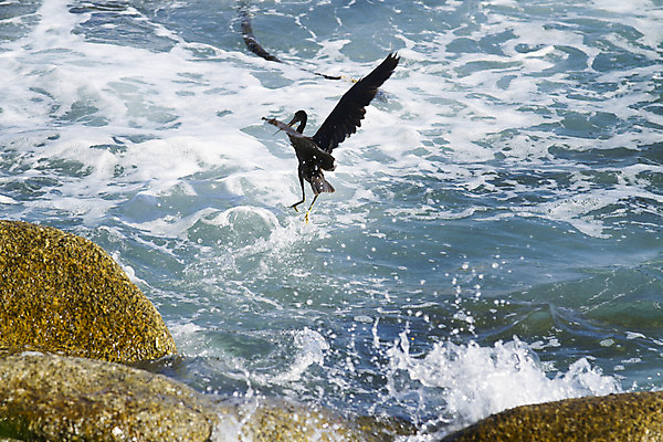 포토 JPG 해외이미지 동물 야생동물 바다 여행 자연 조류 사람없음 야외 초록색 물 햇빛 환경 흰색 연못 황무지 우아함 습지 큼 땅 왜가리 깃털 부리 육식동물 목 서식지 철새 내추럴 단아함 웅장함 황새 해외202004 해외포토 자연요소 컬러 컨셉 신체부위 태양 크기 생태계 파일형식 이미지허브
