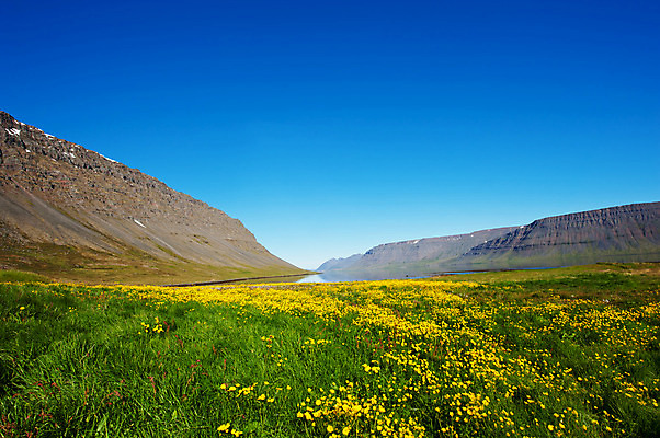 포토 JPG 해외이미지 꽃 바다 자연 산 노르웨이 아이슬란드 풍경 경사 사람없음 초록색 파란색 노란색 만 북극 언덕 빙하 북쪽 강렬 스칸디나비아 피오르 해외202004 해외포토 식물 유럽 컬러 극지방 방향 생태계 지형 파일형식 이미지허브