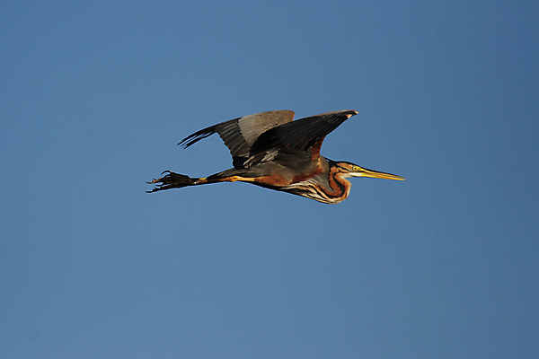포토 JPG 해외이미지 동물 야생동물 날개 아프리카 자연 조류 하늘 사람없음 갈색 회색 황무지 큼 왜가리 사파리 깃털 부리 계산서 보츠와나 해외202004 해외포토 나라 컬러 크기 생태계 파일형식 이미지허브