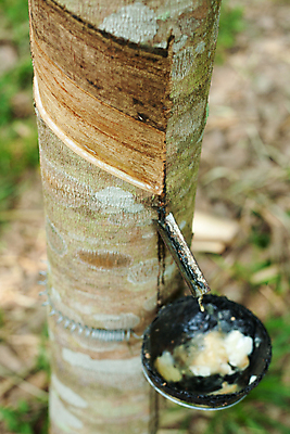 포토 JPG 해외이미지 나무 식물 아시아 태국 표면 나선형 사람없음 목재 초록색 농장 흐름 나뭇가지 신선 액체 막대기 떨어짐 냄비 숲 땅 자르기 순수 날것 합성 타이어 고무 잡동사니 내추럴 떠남 라텍스 삼림지대 어려움 잇몸 공급 해외202004 해외포토 나라 컬러 컨셉 무늬 농업 신체 재료 모션 솥 파일형식 이미지허브