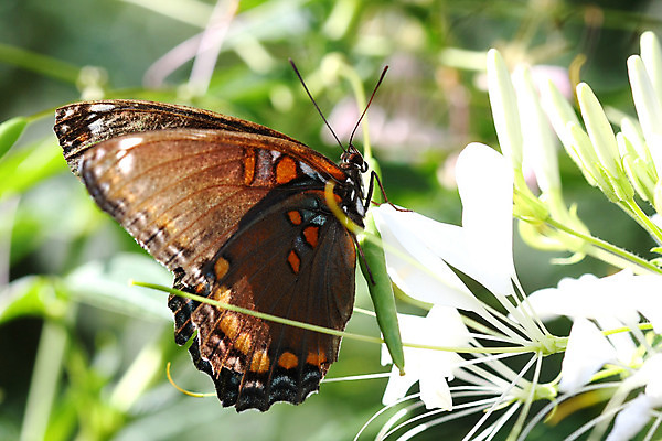 포토 JPG 해외이미지 동물 디자인 꽃 분홍색 나비 곤충 꽃무늬 패턴 자연 추상 안테나 사람없음 빨간색 초록색 파란색 컬러풀 노란색 정원 보라색 검은색 봄 흰색 우아함 벌레 묘사 내추럴 해외202004 해외포토 식물 계절 컬러 컨셉 무늬 통신 생태계 파일형식 이미지허브