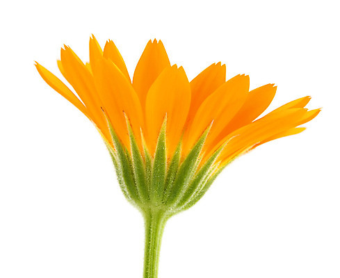 포토 JPG 해외이미지 식물 꽃잎 꽃 줄기 꽃무늬 밭 오렌지 선물 사람없음 초록색 여름 노란색 머리 봄 벚꽃 신선 묘사 오브젝트 싱글 고립 엘리먼트 해외202004 해외포토 계절 컬러 무늬 농업 과일 신체부위 파일형식 이미지허브