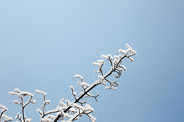 포토 JPG 해외이미지 주간 겨울 하늘 풍경 사람없음 야외 맑음 나뭇가지 상고대 겨울풍경 해외202004 해외포토 자연요소 나무 계절 날씨 서리 파일형식 이미지허브