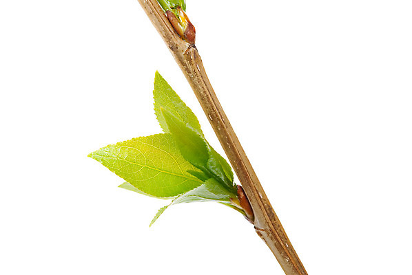 포토 JPG 해외이미지 나무 식물 계절 공원 줄기 잎 자연 새로움 사람없음 야외 초록색 여름 태양 새싹 환경 정원 봄 성장 나뭇가지 시골 신선 오픈 작음 4월 5월 분무기 파열 떠남 해외202004 해외포토 자연요소 공공시설 컬러 컨셉 모션 날짜 크기 생태계 파일형식 이미지허브