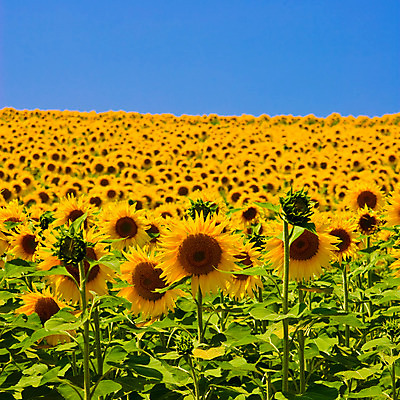 포토 JPG 해외이미지 식물 구름 꽃 문화 지구 백그라운드 밭 농업 오렌지 자연 하늘 해바라기 풍경 사람없음 야외 초록색 여름 파란색 농작물 컬러풀 농장 노란색 봄 활발 프랑스 성장 시골 큼 땅 흐림 내추럴 강렬 밭일 해외202004 해외포토 자연요소 계절 유럽 산업 컬러 컨셉 과일 날씨 크기 생태계 파일형식 이미지허브