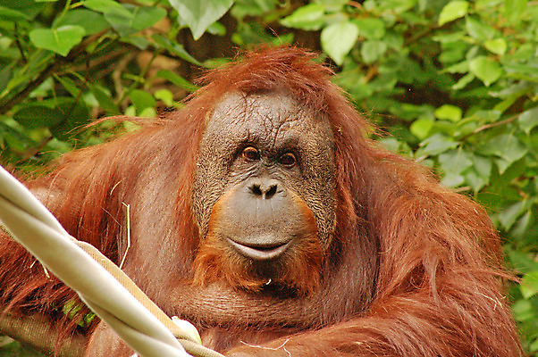 포토 JPG 해외이미지 동물 포유류 자연 동물원 사람없음 원숭이 모피 유인원 해외202004 해외포토 생태계 파일형식 이미지허브