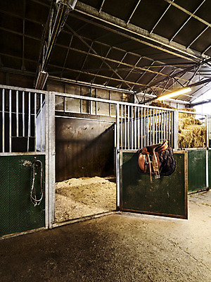 포토 JPG 해외이미지 동물 1 영어 응시 학교 자연 사람없음 야외 건물 목재 울타리 상자 농장 갈색 승마 승차 엿보기 호기심 헛간 섬광 카피스페이스 해외202004 해외포토 나무 문자 건축물 시선 교육 감정 스포츠 컬러 컨셉 농업 재료 모션 담장 공백 생태계 저장고 파일형식 이미지허브