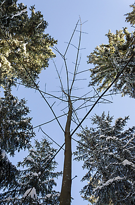 포토 JPG 해외이미지 나무 식물 1 계절 잎 겨울 자연 하늘 사람없음 초록색 파란색 나뭇가지 그룹 숲 작음 큼 상록수 거인 내추럴 고립 특별함 혼자 가문비나무 유일 해외202004 해외포토 컬러 컨셉 크기 생태계 파일형식 이미지허브