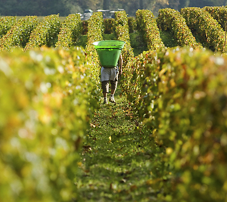 포토 JPG 해외이미지 유럽 여행 농업 포도 노동자 사람없음 빨간색 바구니 와인 프랑스 수확 쓰레기통 업무 선택 컨테이너 수집 포도밭 계단식 해외202004 해외포토 직업 나라 산업 컬러 컨셉 밭 과일 주류 작업 파일형식 이미지허브