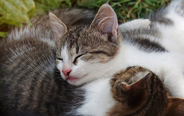 포토 JPG 해외이미지 동물 여자 어린이 음식 포유류 가족 발 엄마 휴식 털 사람없음 야외 가로 반려동물 머리 고양이 줄무늬 꿈 아기 잠 작음 모피 귀 땅바닥 해외202004 해외포토 컨셉 무늬 관계 바닥 사람 신체부위 크기 파일형식 이미지허브