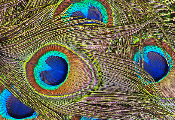 포토 JPG 해외이미지 동물 꽃다발 백그라운드 패턴 자연 조류 추상 사람없음 장식 초록색 파란색 빛 쌓기 황금 닫기 공작 다발 깃털 묘사 질감 날카로움 솜털 흙더미 내추럴 강렬 터키석 많음 해외202004 해외포토 꽃 컬러 컨셉 무늬 모션 흙 보석 생태계 파일형식 더미 이미지허브