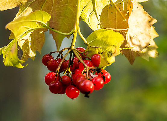 포토 JPG 해외이미지 나무 식물 열매 음식 잎 농업 과일 자연 사람없음 빨간색 초록색 여름 정원 가을 나뭇가지 신선 체리 달콤 다발 건포도 숙성 해외202004 해외포토 계절 산업 컬러 포도 맛 생태계 건과일 파일형식 이미지허브