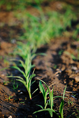 포토 JPG 해외이미지 식물 계절 밭 농업 옥수수 사람없음 초록색 농장 봄 원예 밭일 해외202004 해외포토 산업 컬러 곡류 취미 파일형식 이미지허브