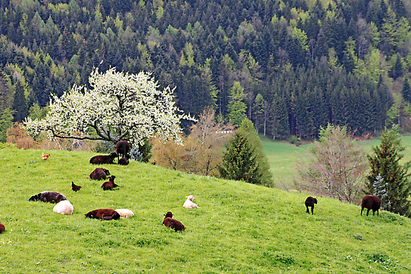포토 JPG 해외이미지 나무 유럽 백그라운드 농업 산 독일 풍경 사람없음 초록색 농장 봄 양 사과 스위스 언덕 램 바이에른 해외202004 해외포토 식물 계절 나라 산업 컬러 과일 포유류 파일형식 이미지허브