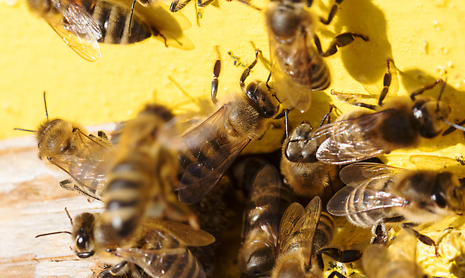 포토 JPG 해외이미지 나무 식물 동물 계절 꽃잎 곤충 백그라운드 잎 꽃무늬 날개 자연 휴식 노동자 사람없음 야외 초록색 여름 노란색 머리 정원 봄 터치 벚꽃 침대 작업 닫기 둥지 작음 수분 낟알 벌 수집 싱글 그림 바쁨 꽃가루 꿀 솜털 벌집 해외202004 해외포토 직업 꽃 컬러 가구 컨셉 무늬 모션 신체부위 크기 가루 생태계 파일형식 이미지허브
