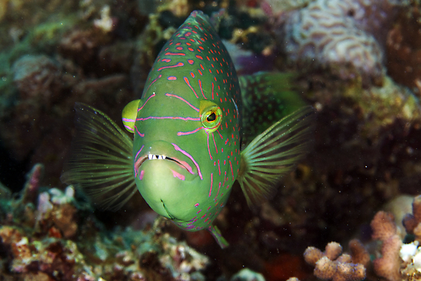 포토 JPG 해외이미지 동물 바다 자연 어류 사람없음 물 파란색 컬러풀 바닷속 수중 아래 다이빙 깊이 소금물 이국적 해외202004 해외포토 자연요소 컬러 수영 수중동물 방향 생태계 위치 수중스포츠 파일형식 이미지허브