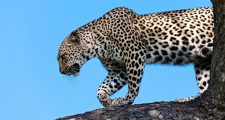 포토 JPG 해외이미지 나무 동물 응시 공원 얼굴 야생동물 스포츠 여행 포유류 아프리카 자연 수염 국립공원 사람없음 여행객 환경 고양이 나뭇가지 관찰 점 기다림 큼 검색 육식동물 표범 랜드마크 사바나 탄자니아 평야 해외202004 해외포토 멸종위기종 식물 시선 공공시설 나라 모션 사람 신체부위 반려동물 크기 생태계 파일형식 이미지허브