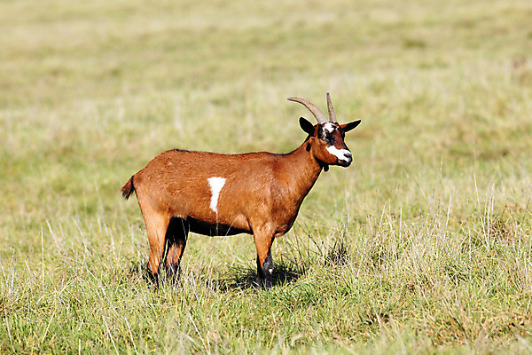 포토 JPG 해외이미지 동물 계절 밭 농업 포유류 하늘 날씨 염소 치즈 육류 사람없음 야외 초록색 여름 파란색 농장 봄 우유 프랑스 시골 양 군중 방목 땅 밭일 생태학 목가 해외202004 해외포토 교육 유럽 산업 컬러 식재료 유제품 사람 축산업 파일형식 이미지허브