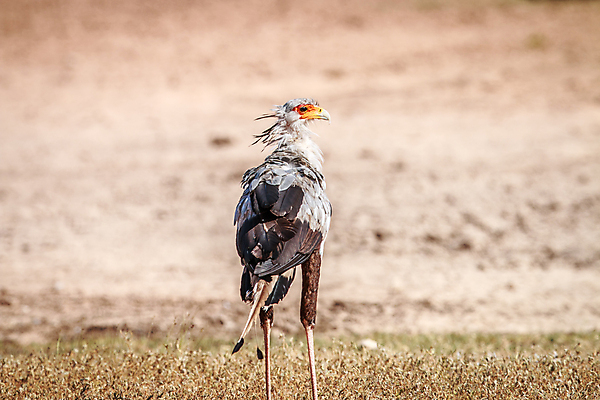 포토 JPG 해외이미지 동물 공원 야생동물 여행 아프리카 자연 조류 종류 풍경 사람없음 야외 컬러풀 보호 먹이 사파리 깃털 부리 육식동물 갈기 비서 멸종 남쪽 내추럴 궁수 남아프리카 동물상 사바나 생태학 이국적 전국 포식 힘찬 해외202004 해외포토 직업 공공시설 교육 나라 컬러 컨셉 조형물 방향 생태계 파일형식 이미지허브