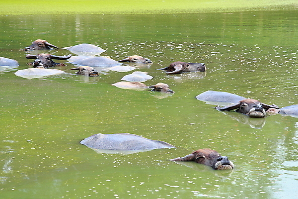 포토 JPG 해외이미지 동물 아시아 호수 포유류 태국 자연 휴식 뿔 사람없음 초록색 물 강 햇빛 검은색 수영 가축 힘 젖음 연못 그룹 소 코 귀 에메랄드 이국적 해외202004 해외포토 자연요소 나라 컬러 컨셉 신체부위 태양 수상스포츠 보석 생태계 파일형식 이미지허브