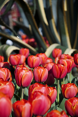 포토 JPG 해외이미지 식물 계절 기념일 꽃잎 꽃 줄기 분홍색 백그라운드 꽃무늬 밭 농업 자연 휴가 부활절 사람없음 야외 빨간색 초록색 여름 컬러풀 햇빛 농장 노란색 환경 정원 보라색 봄 튤립 성장 벚꽃 흰색 시골 원예 데이지 장면 지역 내추럴 블러 해외202004 해외포토 산업 컬러 무늬 이벤트 취미 태양 생태계 파일형식 이미지허브