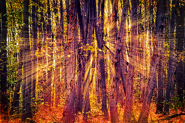 포토 JPG 해외이미지 나무 식물 공원 실루엣 잎 자연 아침 요정 그림자 풍경 사람없음 야외 초록색 여름 빛 햇빛 태양 노란색 일출 어둠 황혼 일몰 새벽 안개 가을 나뭇가지 소나무 황무지 숲 신비 공상 상록수 뿌연 삼림지대 웅장함 해외202004 해외포토 주간 자연요소 계절 공공시설 컬러 컨셉 날씨 촬영기법 노을 생태계 파일형식 이미지허브