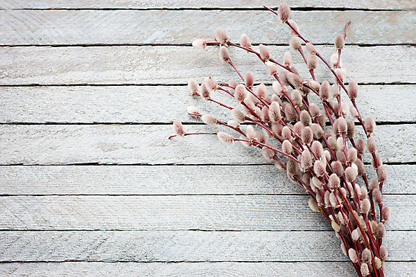 포토 JPG 해외이미지 나무 식물 전통 계절 꽃 꽃다발 백그라운드 자연 탁자 표면 휴가 부활절 사람없음 목재 장식 갈색 우주 고양이 봄 회색 벚꽃 흰색 나뭇가지 시골 4월 다발 버드나무 심볼 질감 부드러움 솜털 일요일 내추럴 옛날 해외202004 해외포토 기념일 컬러 가구 재료 포유류 반려동물 감각 날짜 생태계 요일 파일형식 이미지허브