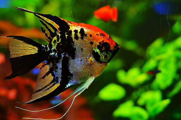 포토 JPG 해외이미지 식물 야생동물 바다 백그라운드 자연 어류 풍경 사람없음 초록색 물 파란색 컬러풀 세계 바닷속 수중 줄무늬 거품 투명 해조류 산호 큼 장어 다이빙 꼬리 상어 암초 수족관 해파리 석호 스펀지 내추럴 광 깊이 소금물 평야 해외202004 해외포토 자연요소 동물 컬러 무늬 수영 수중동물 해양식물 자포동물 크기 생태계 수중스포츠 파일형식 이미지허브