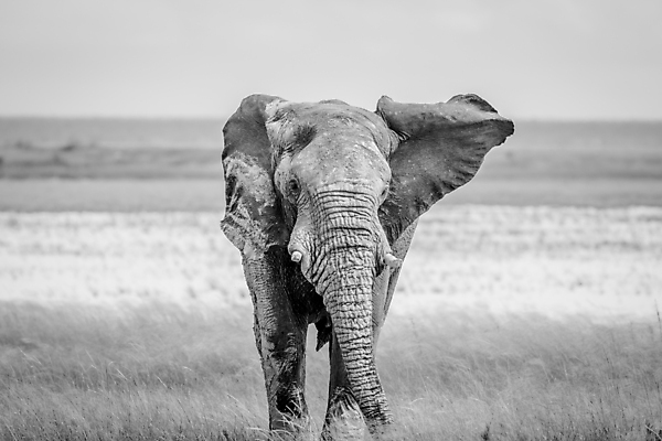 포토 JPG 해외이미지 동물 공원 야생동물 여행 백그라운드 포유류 아프리카 자연 코끼리 흑백 국립공원 사람없음 야외 여행객 환경 힘 황무지 보호 큼 사파리 황소 상아 멸종 남쪽 나미비아 해외202004 해외포토 공공시설 나라 컨셉 촬영기법 사람 소 크기 방향 생태계 남아프리카 파일형식 이미지허브