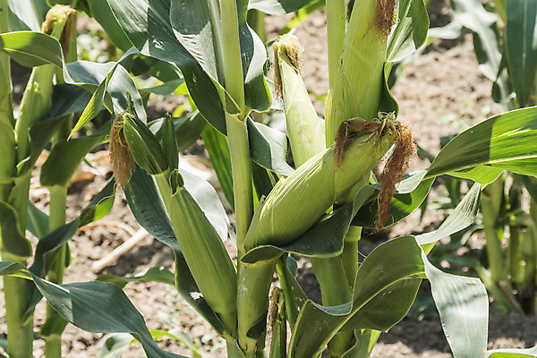 포토 JPG 해외이미지 식물 계절 산업 음식 줄기 잎 밭 농업 채소 자연 건강 옥수수 씨앗 사람없음 야외 초록색 여름 농작물 농장 환경 맑음 에너지 수확 성장 시골 신선 달콤 낟알 시리얼 유기농 생물학 날것 내추럴 밭일 줄서기 해외202004 해외포토 웰빙 교육 컬러 모션 날씨 곡류 맛 생태계 파일형식 이미지허브