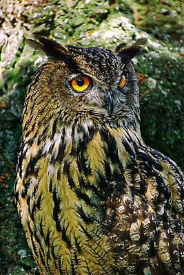 포토 JPG 해외이미지 동물 응시 유럽 야생동물 자연 조류 생물 사람없음 야외 갈색 힘 관찰 큼 깃털 부리 독수리 육식동물 부엉이 사냥꾼 내추럴 옛날 해외202004 해외포토 직업 시선 나라 컬러 모션 크기 생태계 파일형식 이미지허브