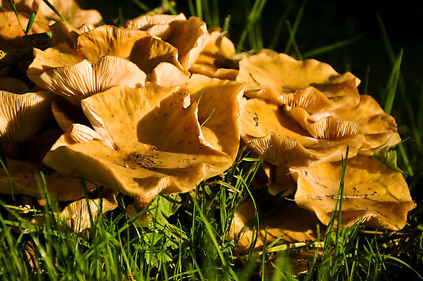 포토 JPG 해외이미지 모양 식물 계절 꽃 음식 줄기 백그라운드 잎 꽃무늬 채소 자연 이끼 사람없음 목재 빨간색 초록색 여름 빛 컬러풀 갈색 환경 버섯 봄 가을 흰색 시골 신선 그룹 숲 수집 통나무 내추럴 곰팡이 식용 캡모자 해외202004 해외포토 나무 모자_잡화 컬러 무늬 재료 생태계 파일형식 이미지허브