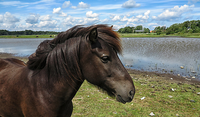 포토 JPG 해외이미지 구름 남자 호수 밭 농업 포유류 날씨 덴마크 사람없음 야외 초록색 물 여름 태양 농장 맑음 힘 자유 시골 연못 갈기 해외202004 해외포토 자연요소 동물 계절 산업 컬러 컨셉 북유럽 사람 파일형식 이미지허브