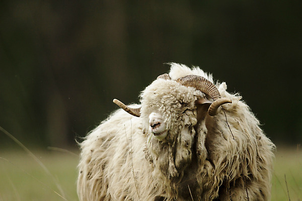 포토 JPG 해외이미지 동물 응시 계절 백그라운드 밭 농업 포유류 청소년 자연 하늘 새로움 육류 사람없음 초록색 여름 파란색 농장 평화 가축 봄 흰색 시골 아기 신선 양 그룹 양치기 군중 주식 손목시계 양고기 내추럴 양모 결백 고립 밭일 양털 해외202004 해외포토 직업 시선 산업 시계 컬러 컨셉 식재료 장신구 사람 금융 직물 생태계 파일형식 이미지허브