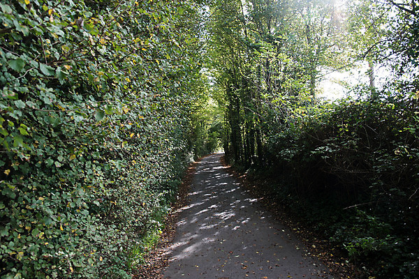 포토 JPG 해외이미지 나무 길 잎 건강 사람없음 운동 시골 해외202004 해외포토 식물 파일형식 이미지허브