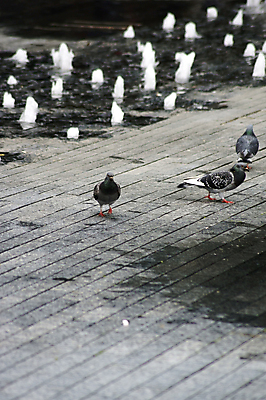 포토 JPG 해외이미지 동물 조류 표면 사람없음 물 흙 보행로 분수 비둘기 웅덩이 땅바닥 해외202004 해외포토 자연요소 길 바닥 파일형식 이미지허브