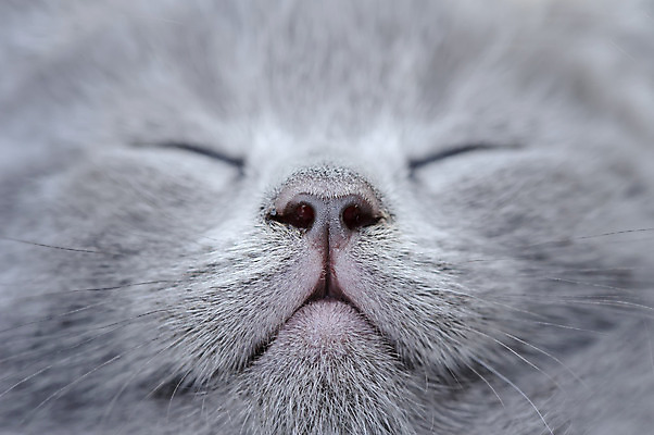 포토 JPG 해외이미지 동물 응시 어린이 백그라운드 장난 포유류 영국 수염 털 사람없음 반려동물 귀여움 고양이 회색 아기 닫기 달콤 작음 모피 솜털 거짓말 기르기 접기 스코틀랜드 해외202004 해외포토 시선 유럽 컬러 컨셉 모션 사람 맛 크기 돌봄 파일형식 이미지허브