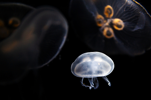 포토 JPG 해외이미지 세마리 사람없음 바닷속 수중동물 자포동물 해파리 해외202004 해외포토 동물 3 수중 파일형식 이미지허브