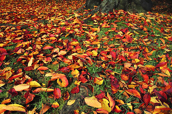 포토 JPG 해외이미지 나무 식물 계절 아시아 백그라운드 단풍 잎 오렌지 자연 사람없음 빨간색 노란색 일본 가을 질감 내추럴 해외202004 해외포토 나라 컬러 과일 생태계 파일형식 이미지허브