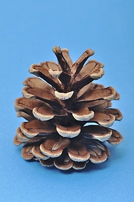 포토 JPG 해외이미지 식물 계절 크리스마스 겨울 자연 씨앗 사람없음 목재 장식 갈색 환경 소나무 숲 솔방울 침엽수 원뿔 내추럴 해외202004 해외포토 도형 나무 기념일 컬러 재료 생태계 파일형식 이미지허브