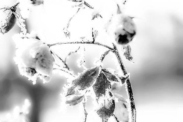 포토 JPG 해외이미지 꽃 분홍색 사람없음 빨간색 장미 얼음 추위 꽃봉오리 해외202004 해외포토 자연요소 식물 컬러 파일형식 이미지허브