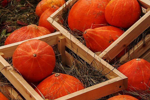 포토 JPG 해외이미지 식물 아이콘 전통 디자인 계절 얼굴 음식 백그라운드 컨셉 농업 채소 오렌지 부분 자연 호박 휴가 프레임 건강 미술 사람없음 목재 장식 세트 농장 노란색 할로윈 수확 가을 시골 축하 대접 신선 신용카드 무서움 심볼 오브젝트 유기농 박 추수감사절 잭 스쿼시 10월 내추럴 숙성 채식주의자 해외202004 해외포토 나무 웰빙 감정 산업 기독교 스포츠 컬러 과일 재료 문화예술 신체부위 금융 구기 날짜 생태계 채식 파일형식 이미지허브