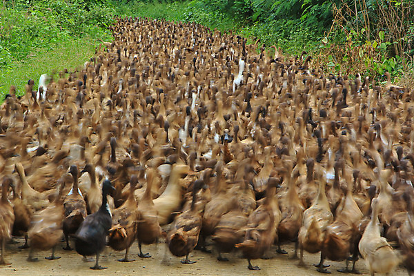 포토 JPG 해외이미지 응시 도로 음식 농업 날개 태국 휴가 오리 손바닥 육류 들기 사람없음 물 반려동물 농장 노란색 가축 먹이 스마트 깃털 퍼프 거위 솜털 칠면조 부화 마스코트 밭일 많음 해외202004 해외포토 자연요소 동물 손 시선 산업 아시아 길 컬러 컨셉 식재료 교통시설 모션 조류 파일형식 이미지허브