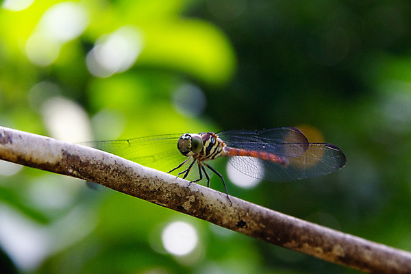 포토 JPG 해외이미지 나무 식물 동물 공원 야생동물 섬 곤충 백그라운드 날개 자연 사람없음 초록색 여름 정원 봄 나뭇가지 닫기 벌레 잠자리 작음 묘사 내추럴 동물상 해외202004 해외포토 계절 공공시설 컬러 모션 조형물 크기 생태계 파일형식 이미지허브