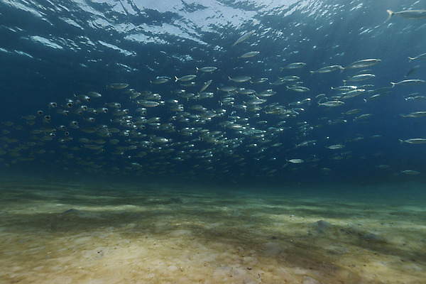 포토 JPG 해외이미지 식물 동물 모래 바다 백그라운드 자연 표면 어류 풍경 사람없음 물 파란색 컬러풀 햇빛 태양 바닷속 수중 광선 산호 아래 다이빙 장면 암초 고등어 깊이 소금물 이국적 침몰 파라다이스 해외202004 해외포토 자연요소 컬러 수영 수중동물 자포동물 방향 생태계 위치 수중스포츠 파일형식 이미지허브
