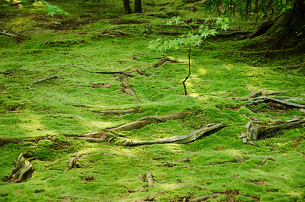 포토 JPG 해외이미지 나무 식물 계절 공원 백그라운드 단풍 잎 자연 건조 이끼 풍경 사람없음 야외 목재 초록색 여름 햇빛 노란색 환경 봄 활발 나뭇가지 신선 숲 큼 뿌리 나무껍질 지역 땅바닥 생태학 옛날 해외202004 해외포토 공공시설 교육 컬러 컨셉 재료 바닥 태양 껍질 크기 생태계 파일형식 이미지허브