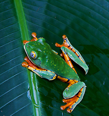 포토 JPG 해외이미지 나무 야생동물 오렌지 개구리 양서류 사람없음 초록색 반려동물 걷기 줄무늬 산책 원숭이 점 호랑이 콜롬비아 육식동물 브라질 두꺼비 아르헨티나 베네수엘라 볼리비아 파라과이 해외202004 해외포토 식물 동물 컬러 무늬 과일 포유류 모션 휴식 아메리카 남아메리카 파일형식 이미지허브