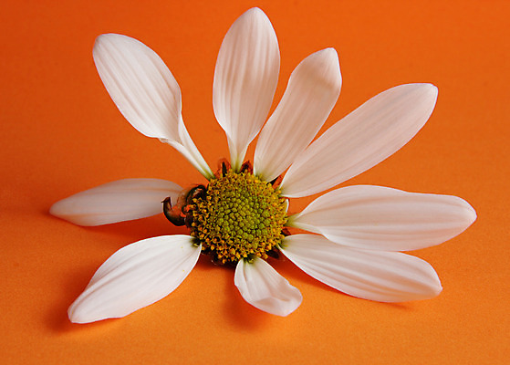 포토 JPG 해외이미지 꽃잎 꽃 오렌지 자연 사람없음 노란색 봄 손상 흰색 신선 데이지 강렬 해외202004 해외포토 식물 계절 컬러 컨셉 과일 생태계 파일형식 이미지허브