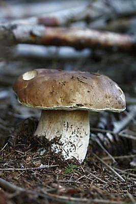 포토 JPG 해외이미지 식물 계절 음식 재료 자연 건강 사람없음 여름 갈색 버섯 가을 흰색 신선 그룹 숲 유기농 날것 내추럴 곰팡이 그물버섯 식용 채식주의자 캡모자 해외202004 해외포토 모자_잡화 웰빙 컬러 생태계 채식 파일형식 이미지허브